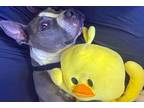 Adopt DUCKY a Staffordshire Bull Terrier, Mixed Breed