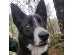 Adopt BENJI a Border Collie