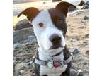 Adopt ORZO a American Staffordshire Terrier, Treeing Walker Coonhound