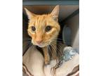 Adopt Scotty a Tabby, Domestic Short Hair