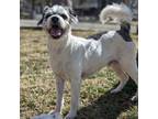 Adopt Stretch a Jack Russell Terrier, Miniature Poodle