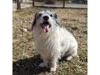 Adopt Henri a Jack Russell Terrier, Miniature Poodle