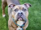 Adopt KINGSTON a Pit Bull Terrier