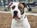 Adopt RUFUS a Pit Bull Terrier