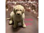 Goldendoodle Puppy for sale in Rockville, MN, USA