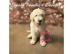 Goldendoodle Puppy for sale in Rockville, MN, USA