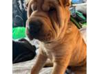 Chinese Shar-Pei Puppy for sale in Churchville, MD, USA