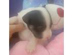 Parson Russell Terrier Puppy for sale in Plainfield, NJ, USA