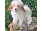 Poodle (Toy) Puppy for sale in Apopka, FL, USA