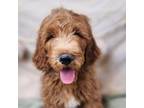 Goldendoodle Puppy for sale in Dallas, TX, USA