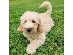 Goldendoodle Puppy for sale in Dallas, TX, USA