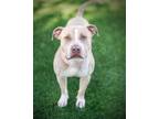 Adopt CHAMPAGNE a Staffordshire Bull Terrier