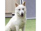 Adopt TURNIP a Jindo, Akita