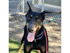 Adopt PHILIPPE a Doberman Pinscher