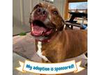 Adopt Troy a Pit Bull Terrier