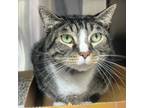 Adopt Flynn a Tiger, Domestic Short Hair