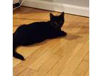 Adopt Cypress a American Shorthair