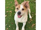 Adopt Cody a Mixed Breed