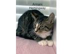 Adopt Armani Hemingway - Center a Domestic Short Hair