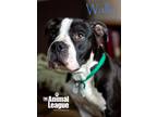 Adopt Wally a Boxer, American Staffordshire Terrier