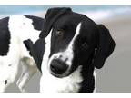 Adopt STRAY NOT AVAILABLE a Labrador Retriever, Border Collie