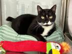 Adopt Butch a Tuxedo, Domestic Short Hair