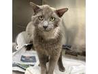 Adopt Dennis a American Shorthair