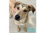 Adopt RUBBLE a German Shepherd Dog, Mixed Breed