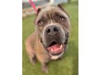 Adopt Guapo a American Staffordshire Terrier, Cane Corso