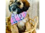 Mutt Puppy for sale in Hamilton, MI, USA