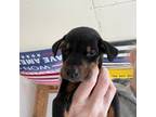 Doberman Pinscher Puppy for sale in Odenville, AL, USA