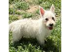 West Highland White Terrier Puppy for sale in Manteca, CA, USA