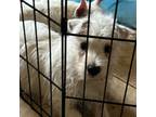 West Highland White Terrier Puppy for sale in Manteca, CA, USA