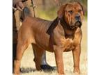 Boerboel Puppy for sale in Saint Louis, MO, USA