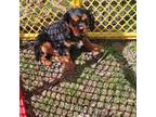 Cavalier King Charles Spaniel Puppy for sale in Allenwood, PA, USA