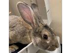 Adopt Jester a Flemish Giant, American