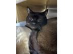 Adopt Meers a Siamese