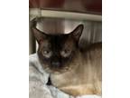 Adopt Sia a Siamese