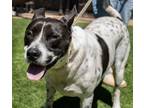 Adopt Butch a Australian Cattle Dog / Blue Heeler, Pit Bull Terrier