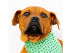 Adopt Squeegee a Rhodesian Ridgeback, Rottweiler