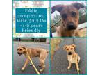 Adopt 2024-02-101 *Eddie* a Labrador Retriever