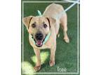 Adopt ICEE - see video a Mixed Breed
