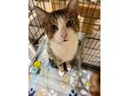 Adopt Freddie Mercury a American Shorthair