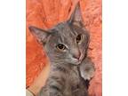 Adopt Herms a Russian Blue, Tabby