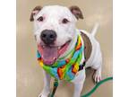 Adopt Dudley a Pit Bull Terrier