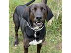 Adopt Pete a Labrador Retriever