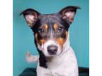 Adopt Hudson a Terrier, Mixed Breed