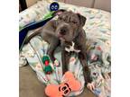 Adopt Whiskey a American Bully