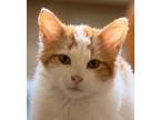 Adopt Louie a Domestic Short Hair