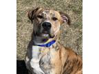 Adopt Tiger a Pit Bull Terrier, Boxer